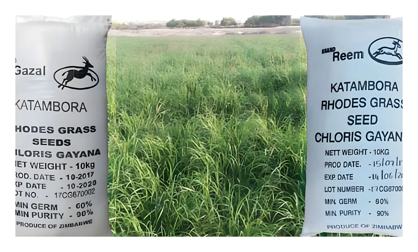 Katambora Grass Zimbabwe, catalogue photo