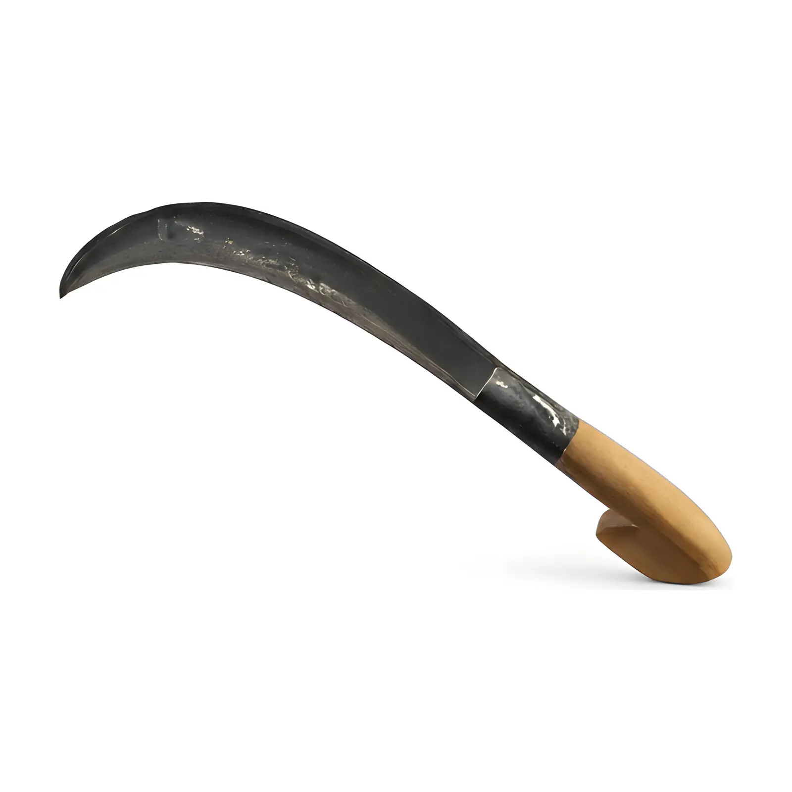 Sickles Palm, front